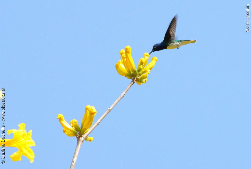 Colibri jacobin, Vol, régime