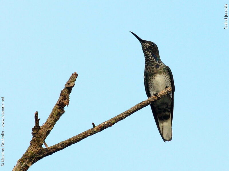 Colibri jacobin mâle immature