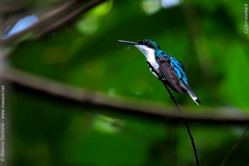 Colibri oreillard femelle adulte