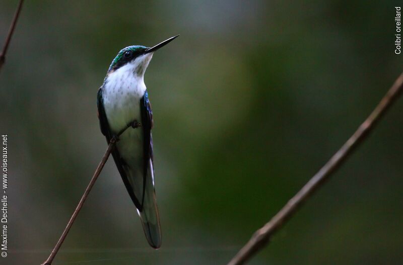 Black-eared Fairy female adult