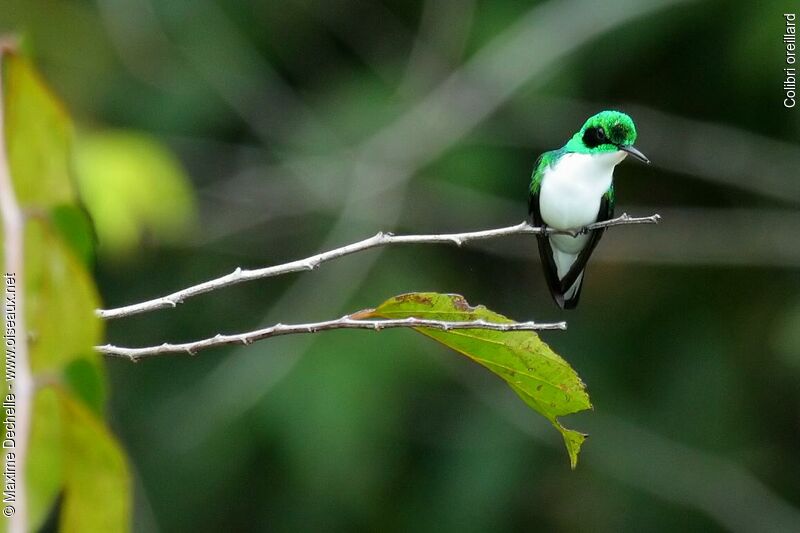 Black-eared Fairy male adult