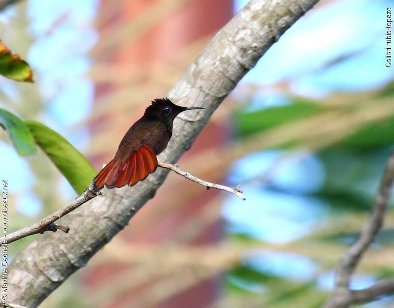 Ruby-topaz Hummingbird male adult