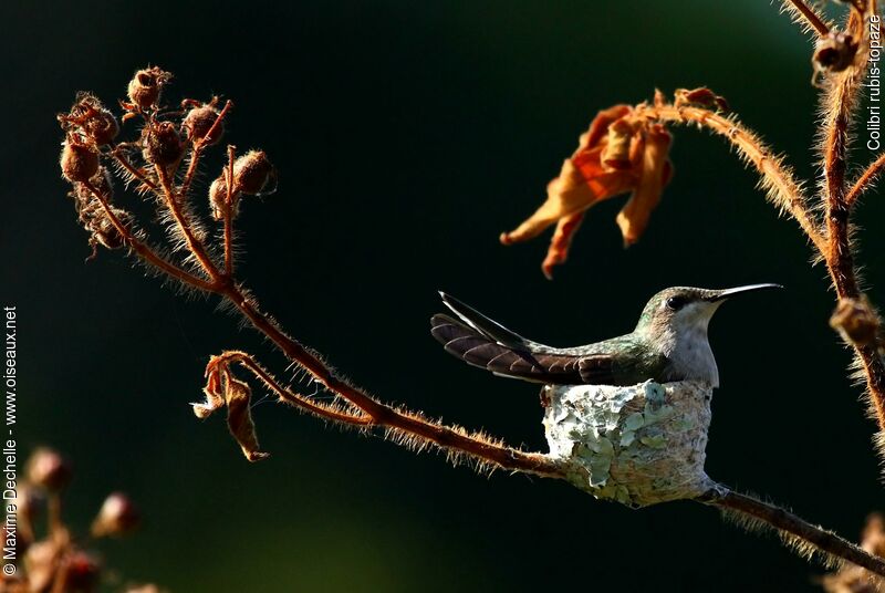 Colibri rubis-topaze femelle adulte, Nidification