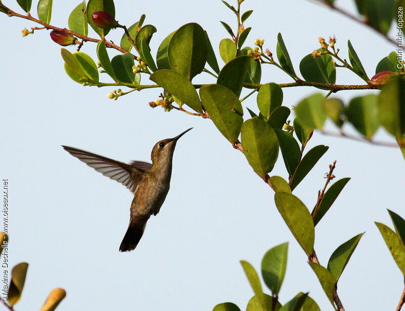 Colibri rubis-topaze femelle adulte, Vol