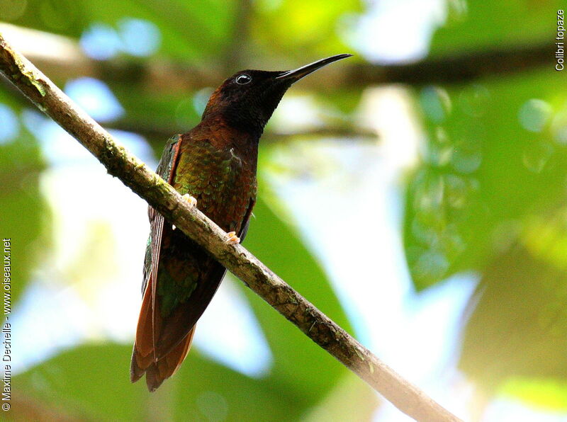 Colibri topaze mâle, identification