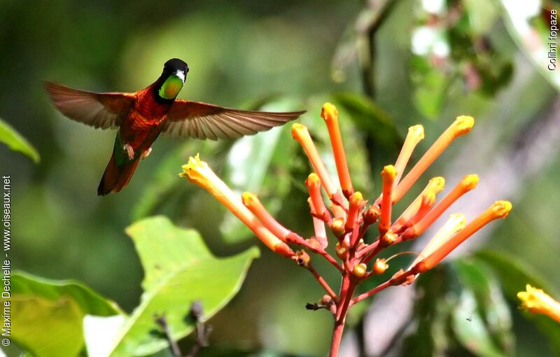 Colibri topaze mâle, régime, chant