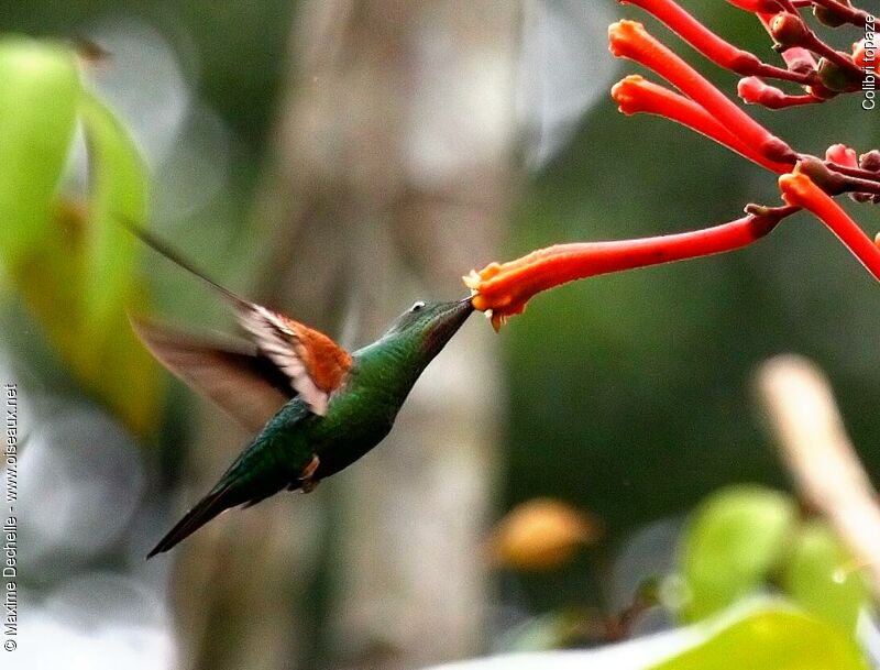 Colibri topaze femelle adulte, identification, Vol, régime