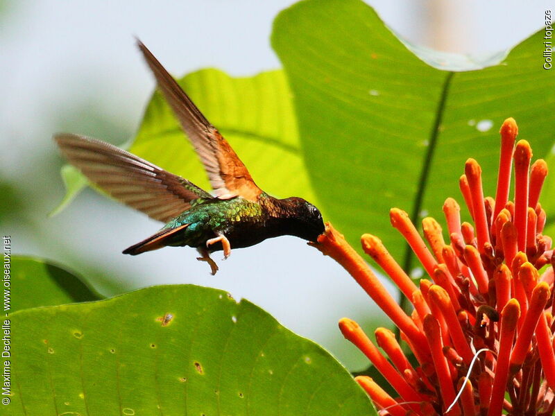 Colibri topaze mâle, identification, Vol, régime