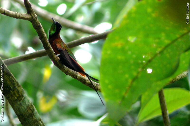 Colibri topaze mâle adulte