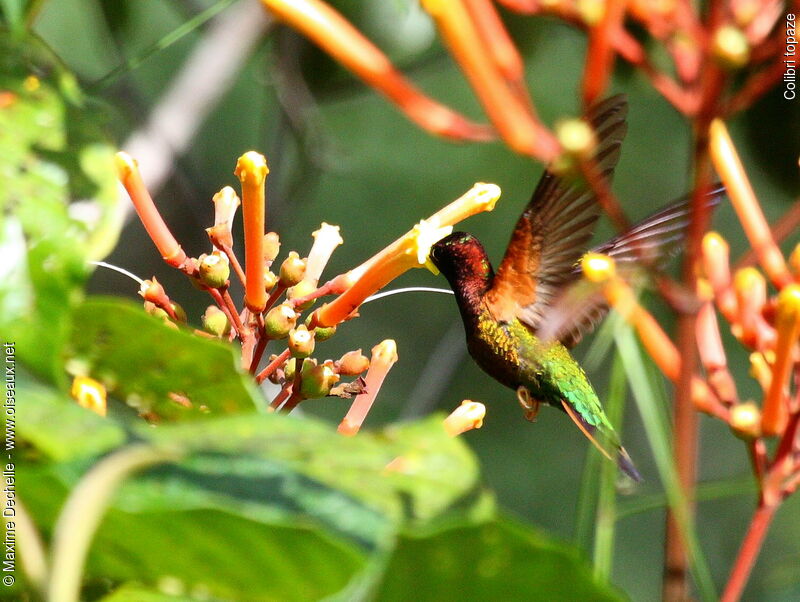 Colibri topaze mâle, identification, Vol, régime