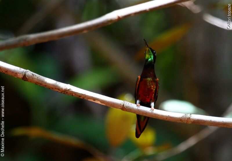 Colibri topaze mâle