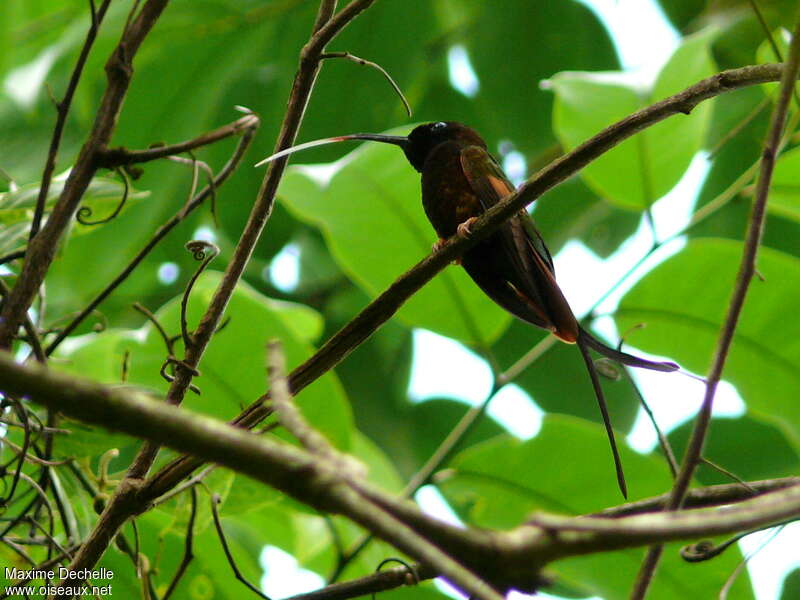 Crimson Topaz male adult, identification