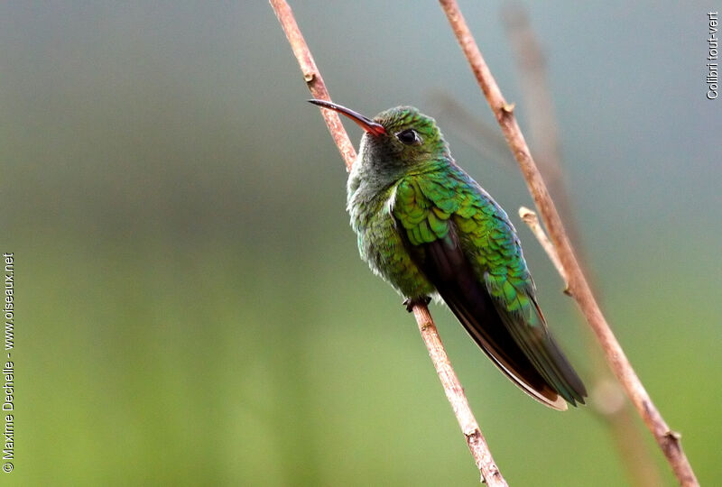 Colibri tout-vert, identification