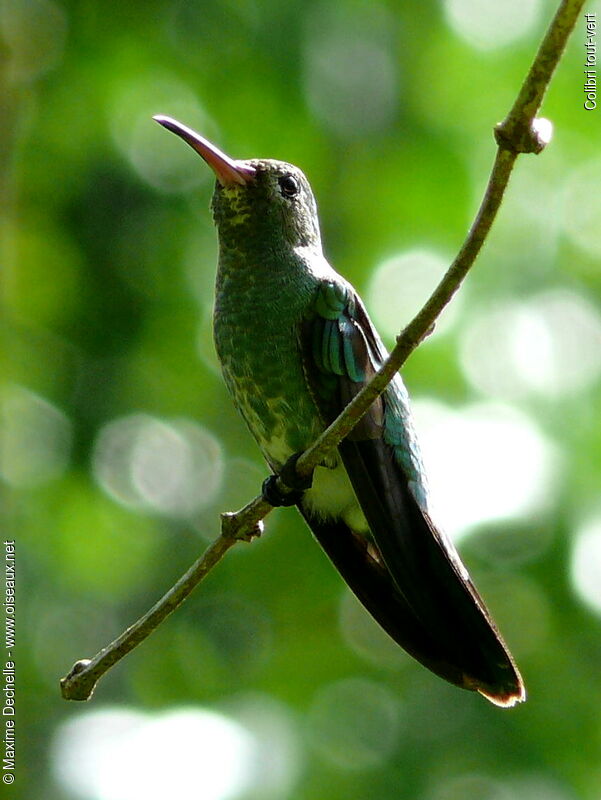 Green-tailed Goldenthroat