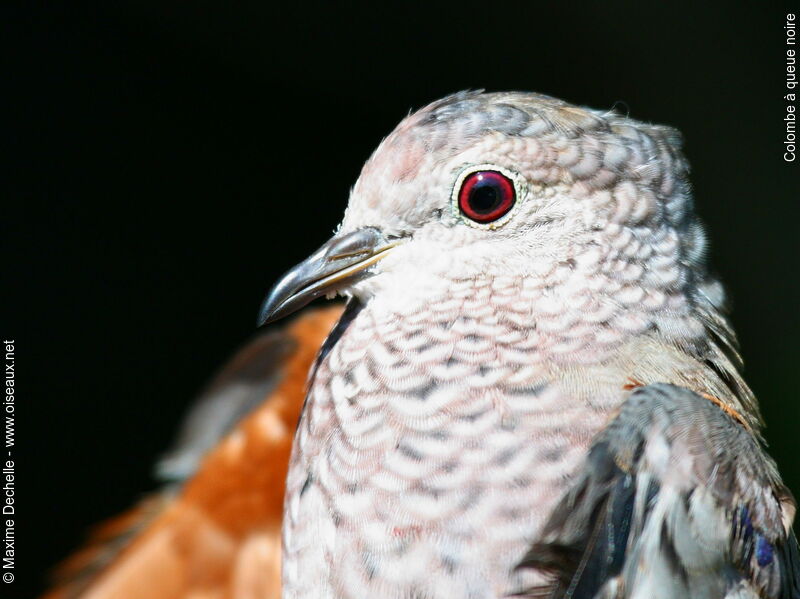 Common Ground Dove