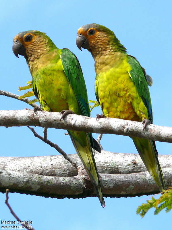 Brown-throated Parakeetadult, pigmentation, drinks, Behaviour