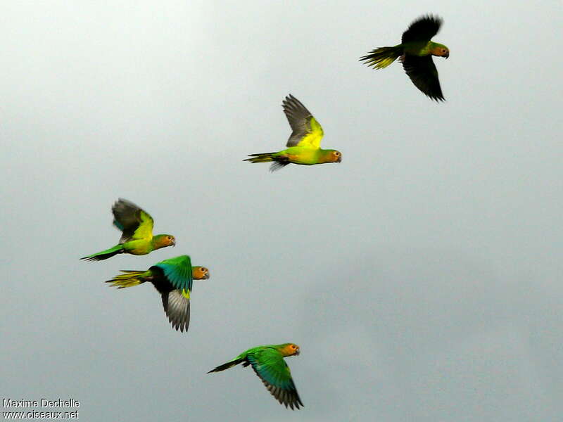 Brown-throated Parakeet, pigmentation, Flight