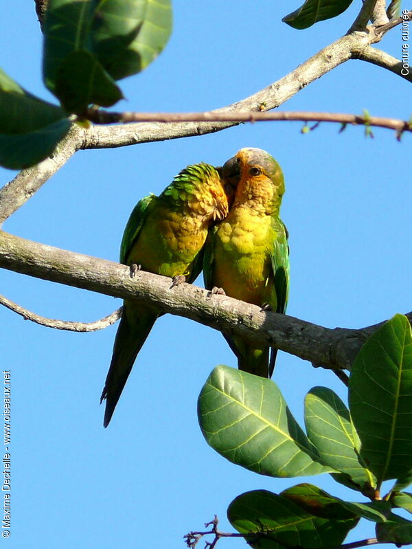 Brown-throated Parakeet adult