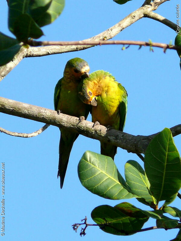 Conure cuivrée adulte