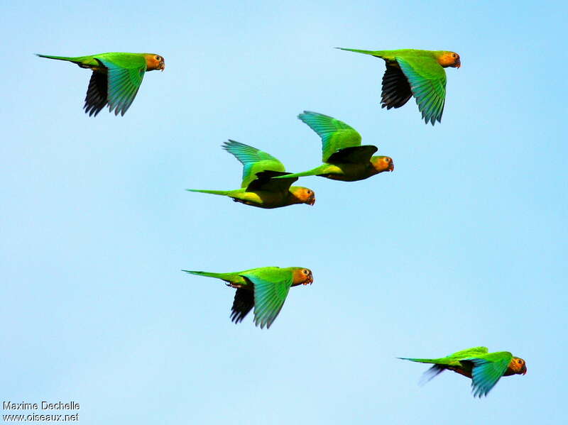 Brown-throated Parakeetadult, pigmentation, Flight