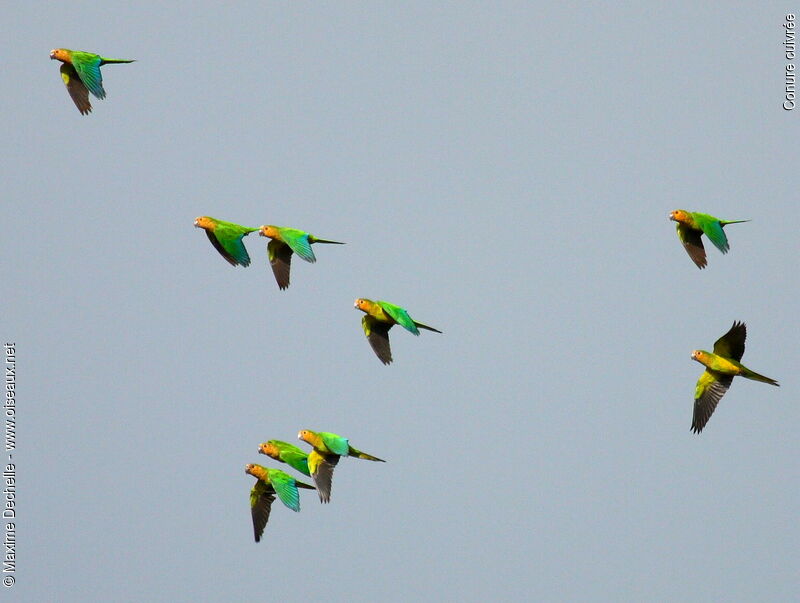 Conure cuivrée, Vol