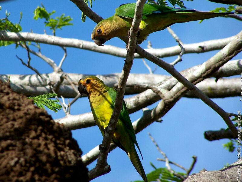 Brown-throated Parakeet adult