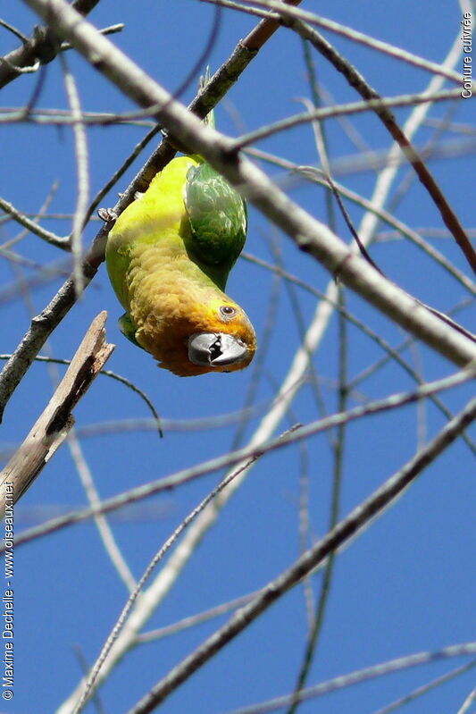 Conure cuivréeadulte, identification, Comportement