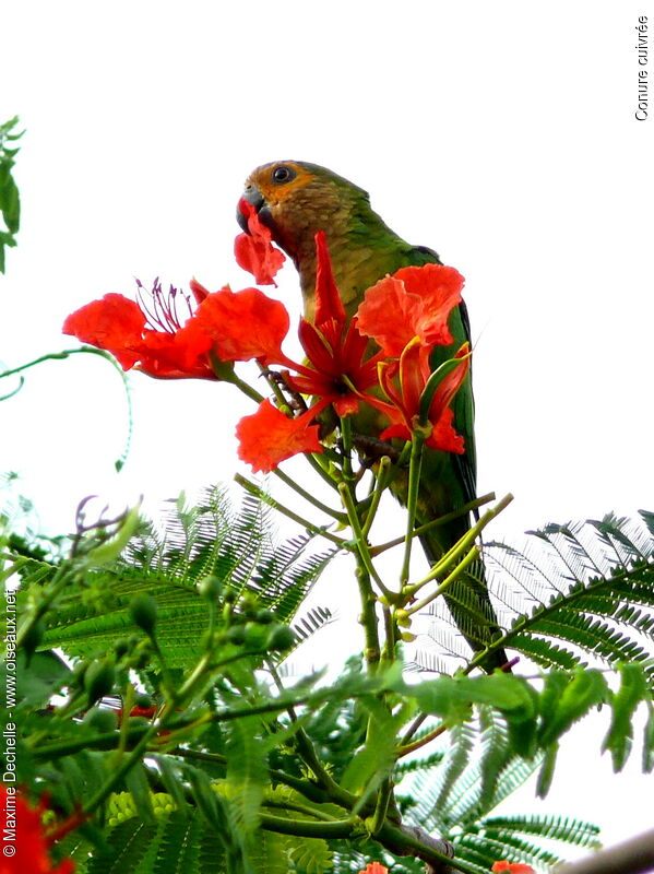 Brown-throated Parakeet