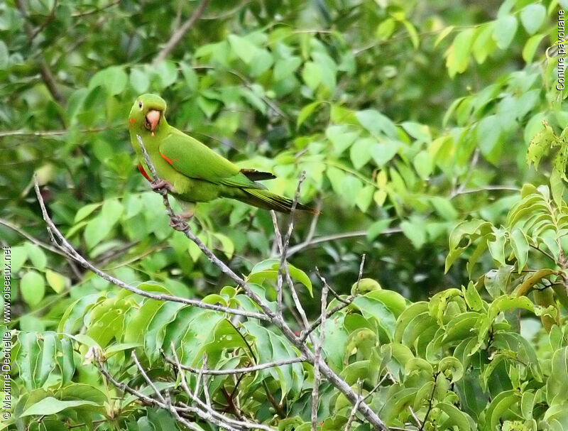 White-eyed Parakeet