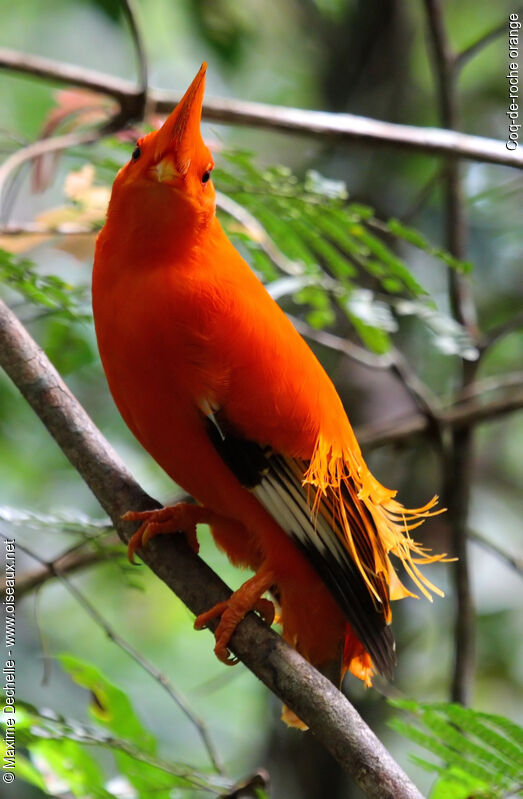 Coq-de-roche orange mâle adulte nuptial, identification