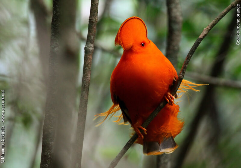 Coq-de-roche orange mâle adulte nuptial, identification