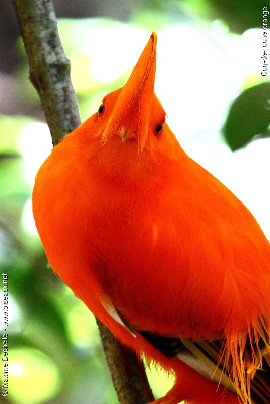 Guianan Cock-of-the-rock male adult, identification