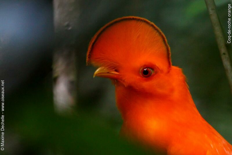 Coq-de-roche orange mâle adulte nuptial, identification