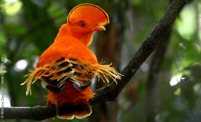 Coq-de-roche orange mâle adulte nuptial, identification