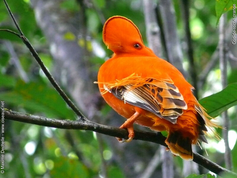 Coq-de-roche orange mâle adulte nuptial, identification