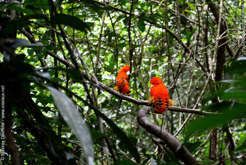 Guianan Cock-of-the-rock male adult, identification