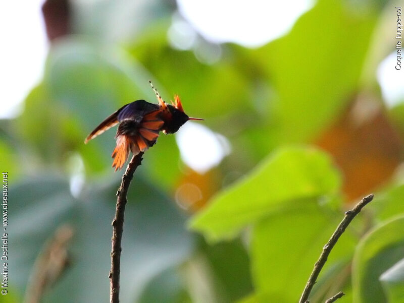 Tufted Coquette male adult