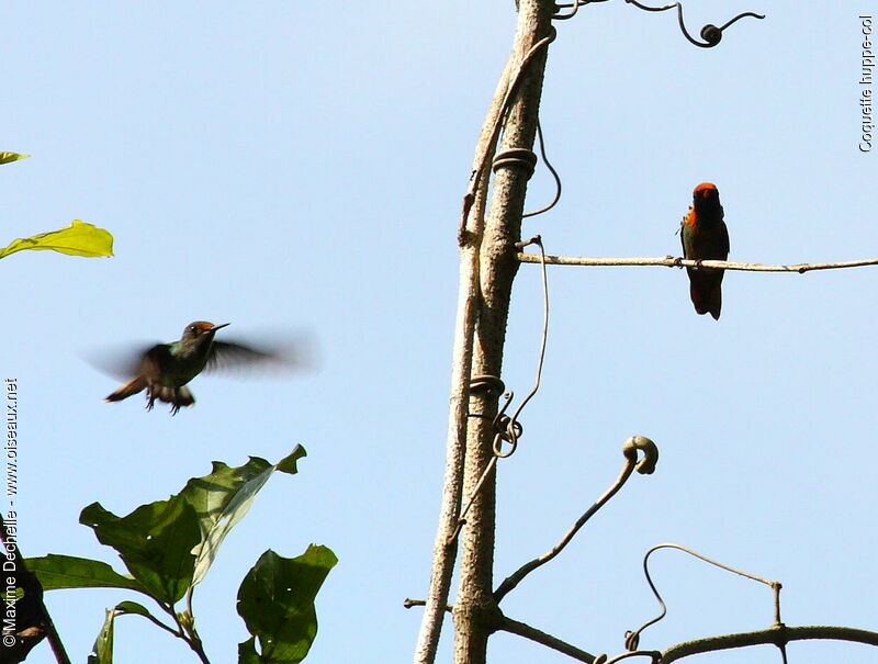 Tufted Coquette adult