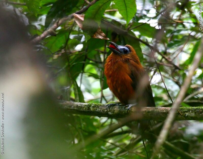 Capuchinbird, feeding habits