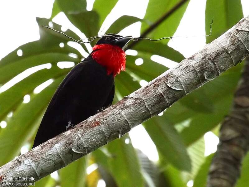 Purple-throated Fruitcrow male adult, close-up portrait, courting display