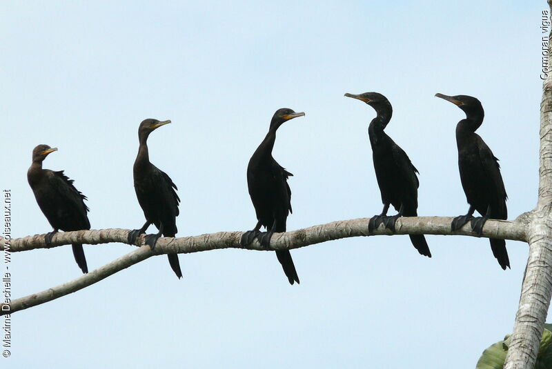 Neotropic Cormorant, Behaviour