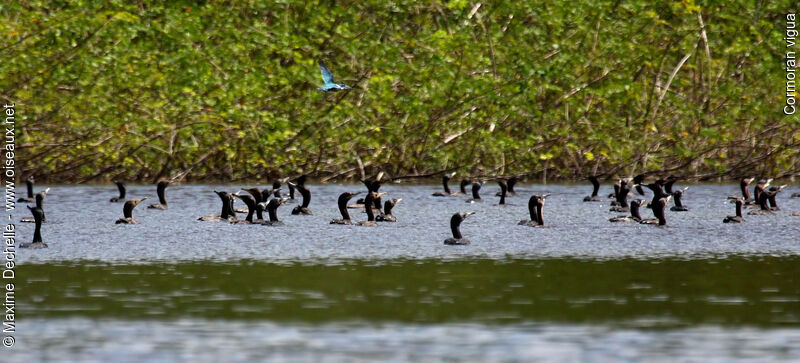 Cormoran vigua, Comportement