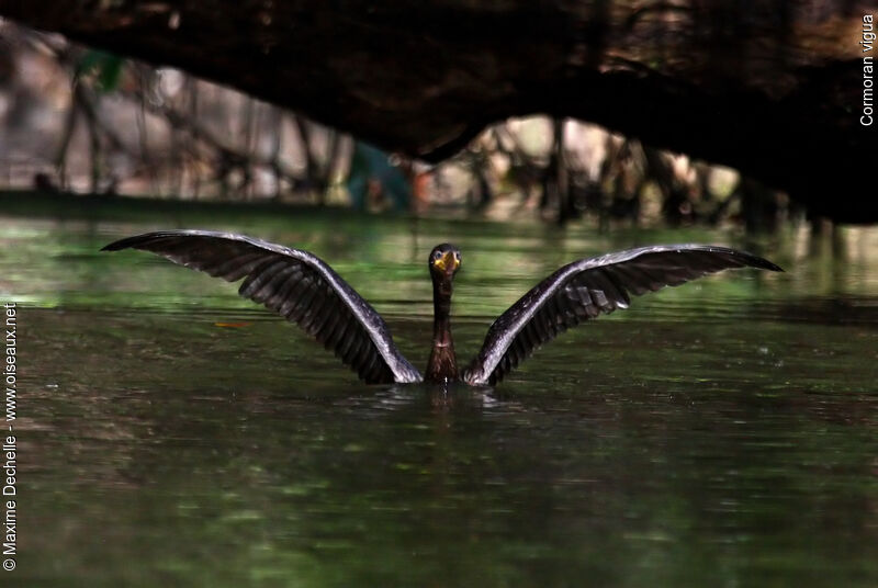 Cormoran vigua, identification, Comportement