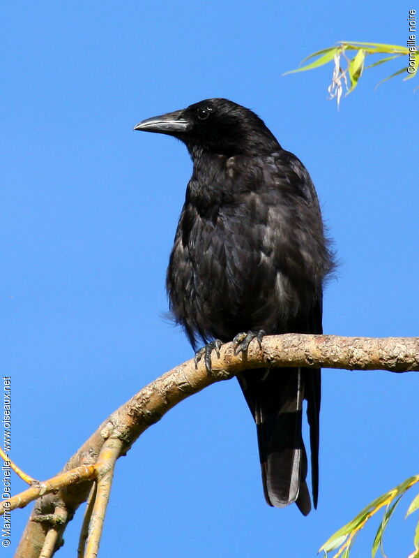 Carrion Crow, identification