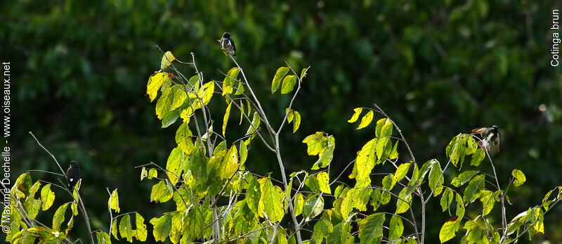 Dusky Purpletuft, Flight