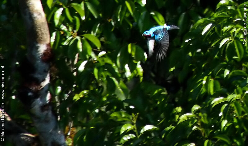 Cotinga de Cayenne mâle adulte, Vol