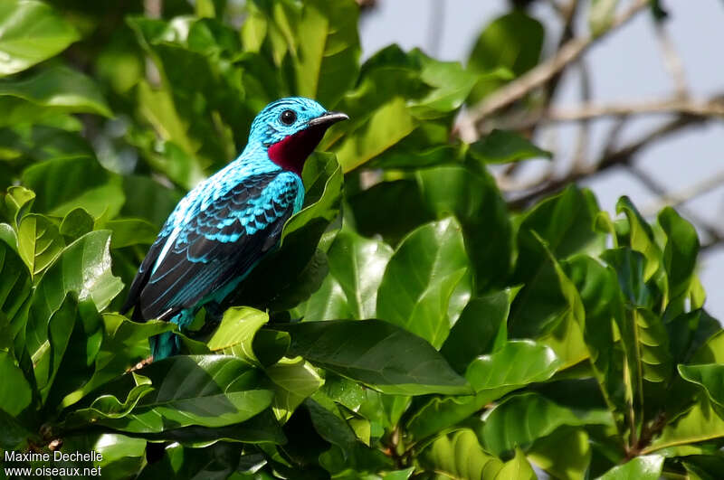 Spangled Cotinga male adult, identification