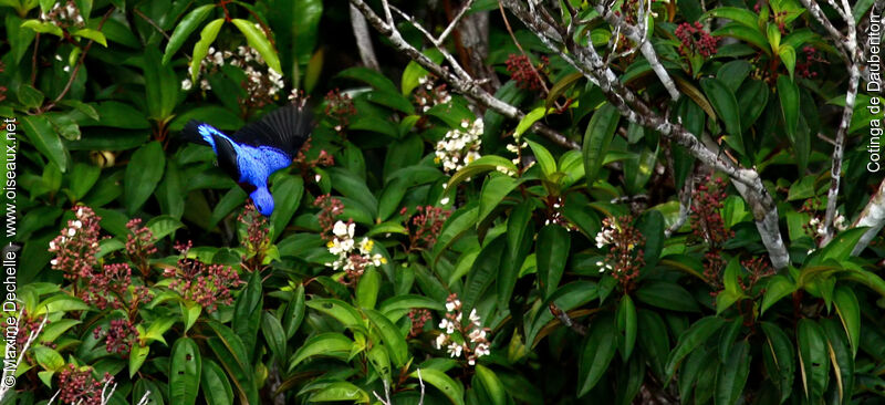 Cotinga de Daubenton mâle adulte, identification, Vol, régime