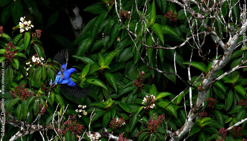 Cotinga de Daubenton mâle adulte, identification, Vol, régime