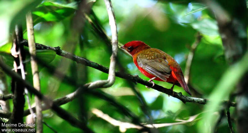 Cotinga ouette femelle adulte